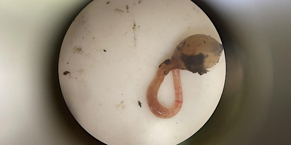 FREE Workshop: Under the Microscope - Living Soils | Compost Education Centre