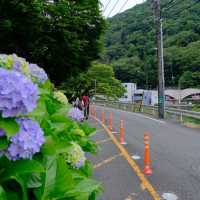あじさい橋
