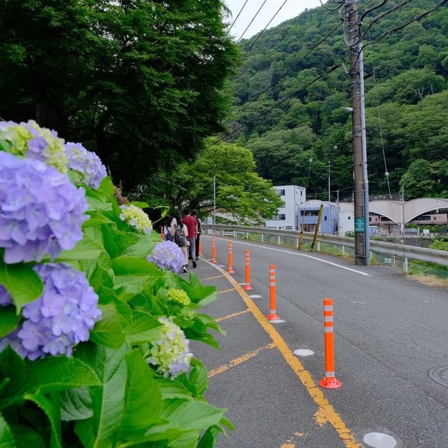 あじさい橋