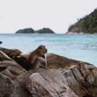 เกาะหลีเป๊ะ