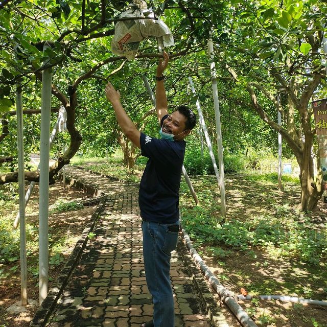 Limau Tambun