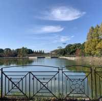 柏の葉公園　秋の紅葉が綺麗