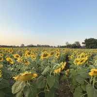 ทุ่งทานตะวัน  สระบุรี 🌻