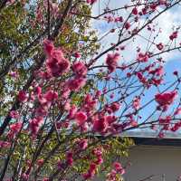 【ウェスティン都ホテル京都】屋上庭園へ🌿