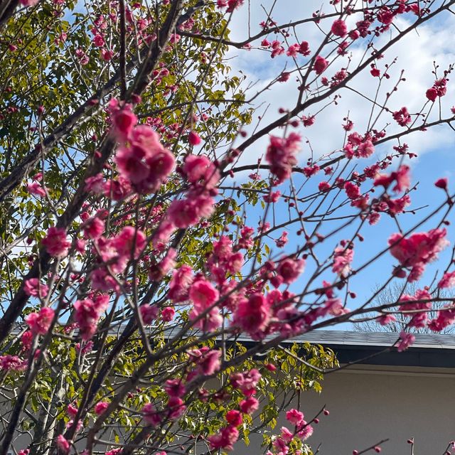 【ウェスティン都ホテル京都】屋上庭園へ🌿