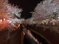 【東京】夜桜ライトアップの名所🌸目黒川の桜並木