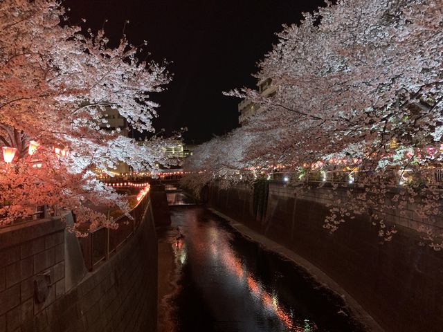 【東京】夜桜ライトアップの名所🌸目黒川の桜並木