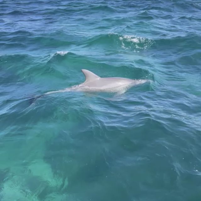 Marine Wildlife - Penguin Island, Perth 