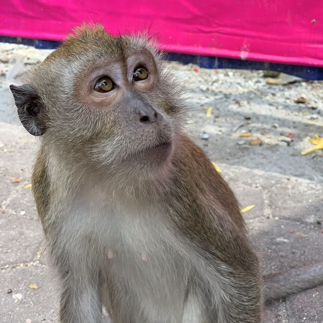 馬來西亞｜Batu Caves 黑風洞