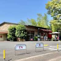 杉山のぐり茶か、市川のぐり茶か