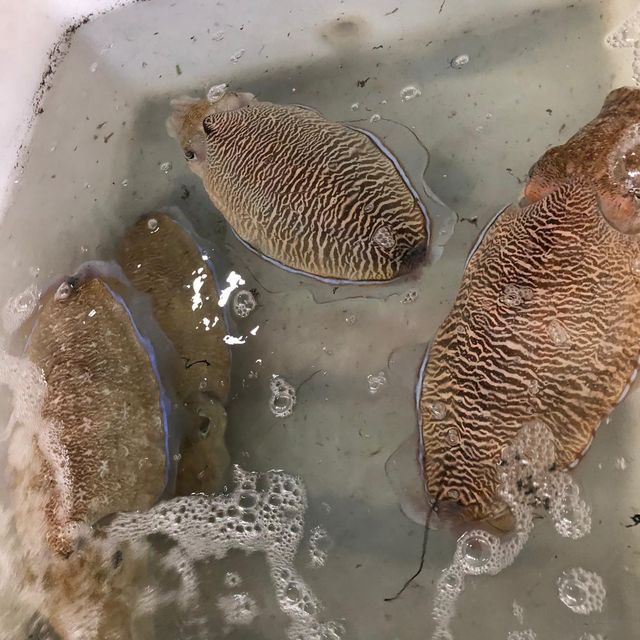 泰國｜布吉海鮮🦞市場