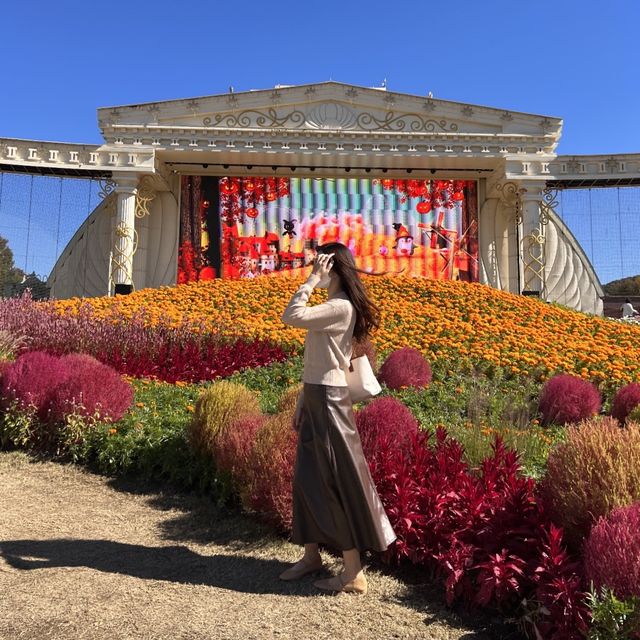 韓国【エバーランド】コキアやコスモスが綺麗🧡秋の庭園 韓国【エバーランド】コキアやコスモスが綺麗🧡秋の庭園
