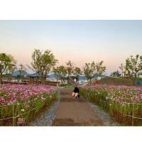 🌸 고하도 ‘코스모스‘ 🌸