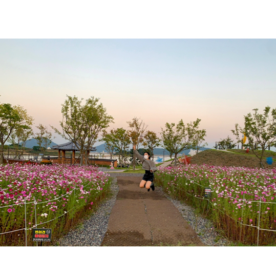 🌸 고하도 ‘코스모스‘ 🌸