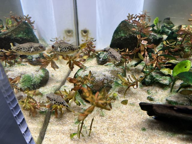 【山口】海響館で関門海峡のお魚見学④