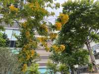 黃花盛放|深水埗北河街公眾休憩空間