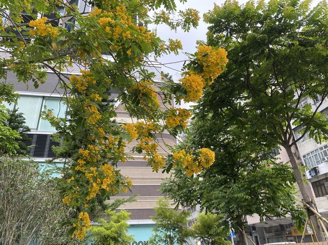 黃花盛放|深水埗北河街公眾休憩空間 黃花盛放|深水埗北河街公眾休憩空間