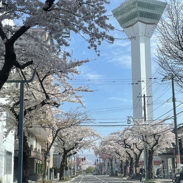 【北海道:函館】日本100名城の星形要塞で絶景を楽しむ