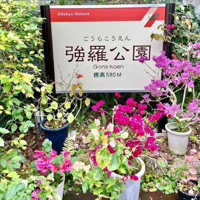 強羅公園の温室 Trip Com 箱根の旅のブログ