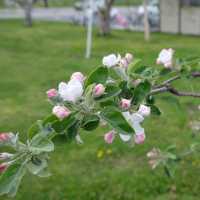 青森縣蘋果之郷弘前市的蘋果花🌼🌺🍎