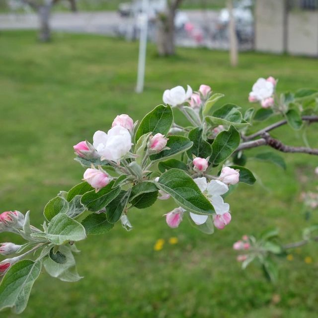 青森縣蘋果之郷弘前市的蘋果花🌼🌺🍎