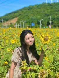 서울 근교 해바라기 맛집은 대부도🌻