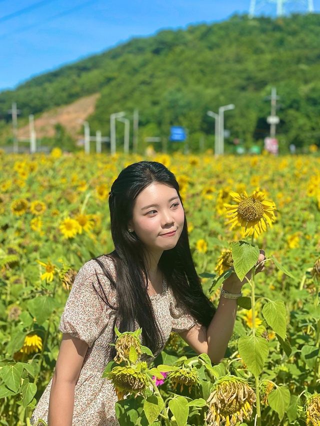 서울 근교 해바라기 맛집은 대부도🌻