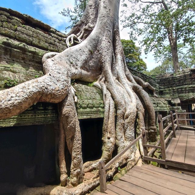 The Trees Roots Temple