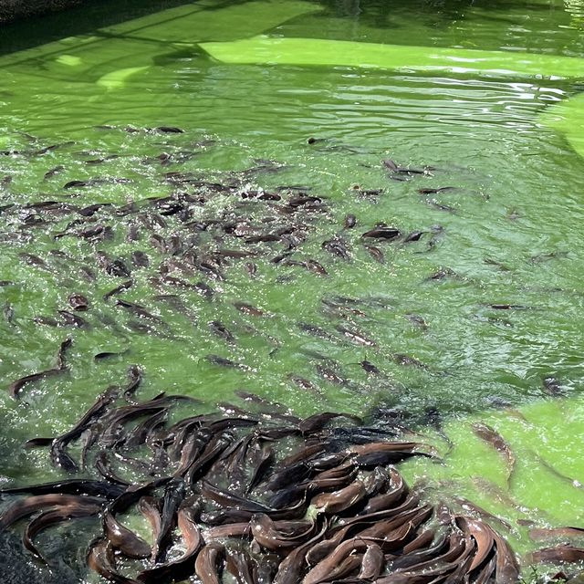 Short trip to Sandakan Crocodile Farm