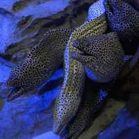 新加坡🇸🇬聖淘沙最大水族館‼️觀賞魚群好地方