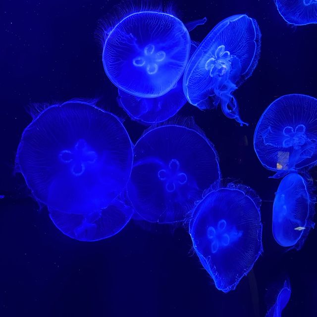 altTitle
