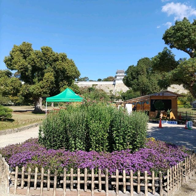 兵庫県！明石の菊花展覧会は素晴らしい