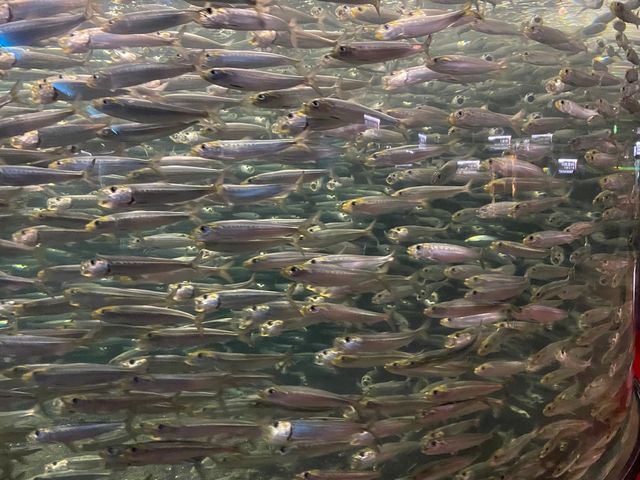 ペンギンの餌やり体験も🐧ふれあい体験がいっぱいの水族館🐟