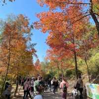 一年一度賞紅葉🍁 「大棠郊野公園」