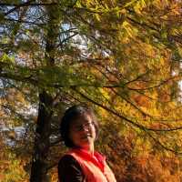 大湖公園落羽松紅了//滿滿拍照人潮