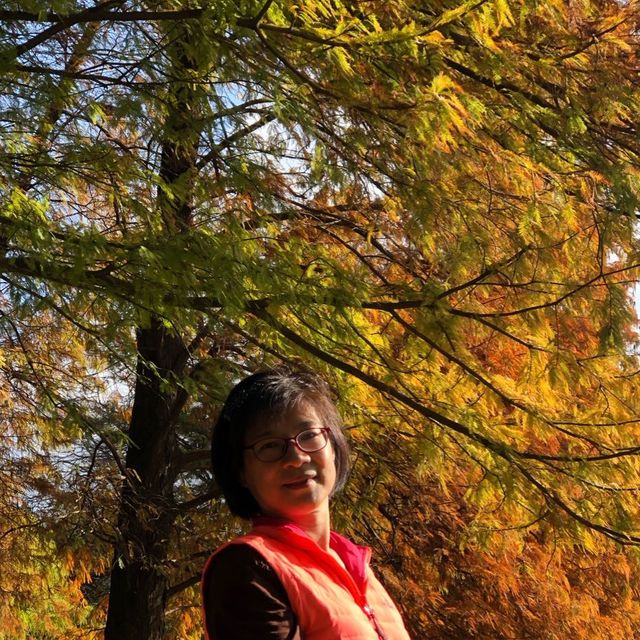 大湖公園落羽松紅了//滿滿拍照人潮