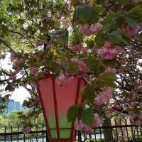 人数制限のお陰で、ゆったりと造幣局で、お花見。