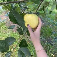 青森県 名物 りんご狩り🍎