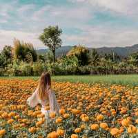 GEMITIR FLOWER FIELD - BALI