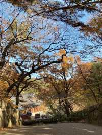단풍이 아름다운 동화사 🍁🍂