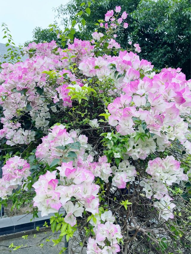 大埔海濱公園