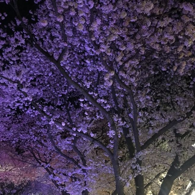 경주의 봄, 벚꽃 