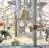 冬の円山動物園・チンパンジー館