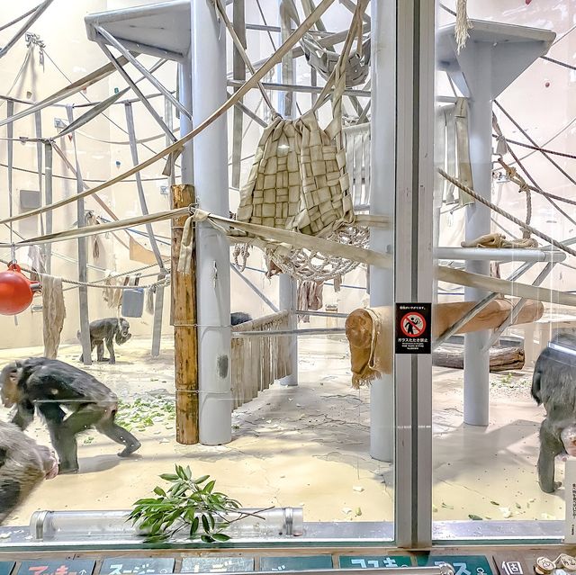 冬の円山動物園・チンパンジー館