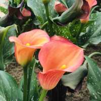 桃園彩色海芋季🌈芋見愛神💘真愛滿天下