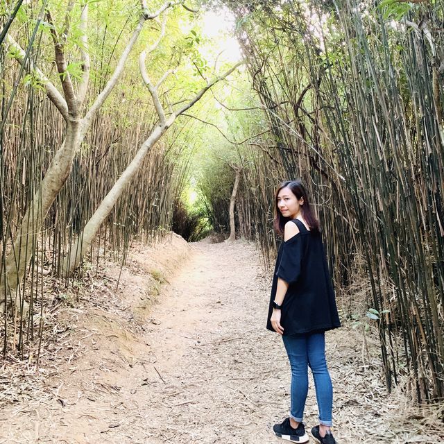 港版嵐山竹林之道