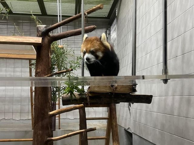 日本第一位動物園｜高知縣立野市動物園