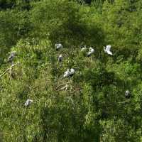 寧平必玩景點--松芽鳥類生態旅遊區Khu du lịch sinh thái Thung Nham - Ninh Bình
