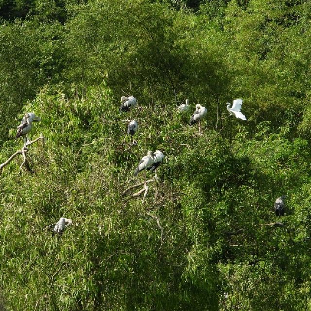 寧平必玩景點--松芽鳥類生態旅遊區Khu du lịch sinh thái Thung Nham - Ninh Bình