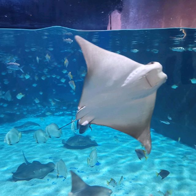 Cute Sea Creatures 🌊 🐟